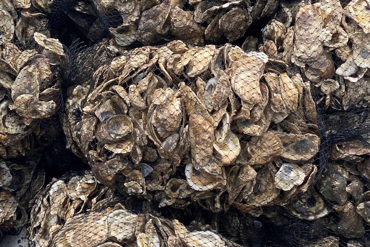 Detailed view of clustered oyster shells showcasing natural patterns and textures.