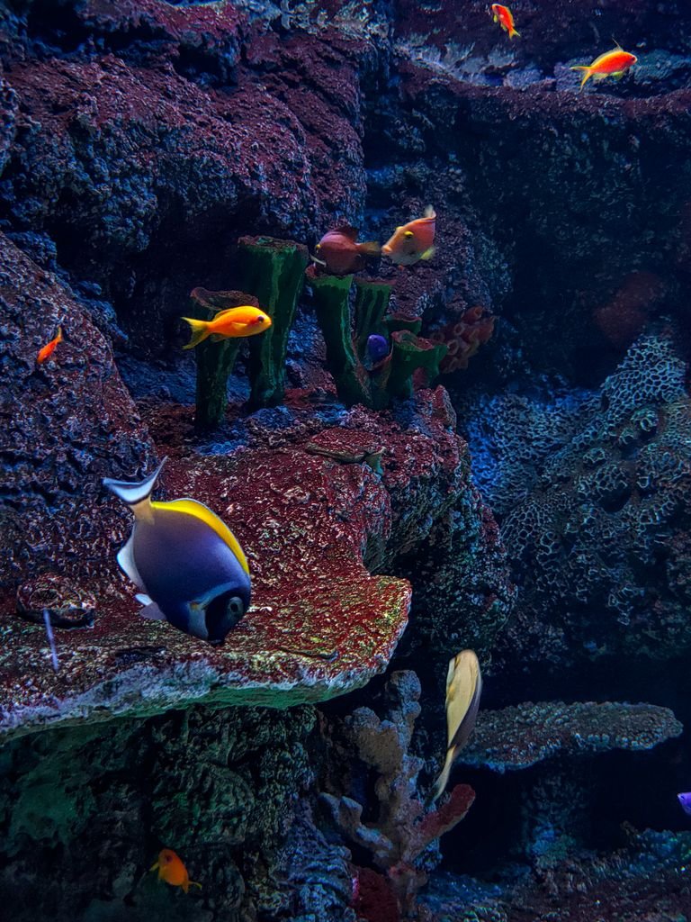 Explore a mesmerizing tropical underwater scene featuring colorful fishes and coral reefs.