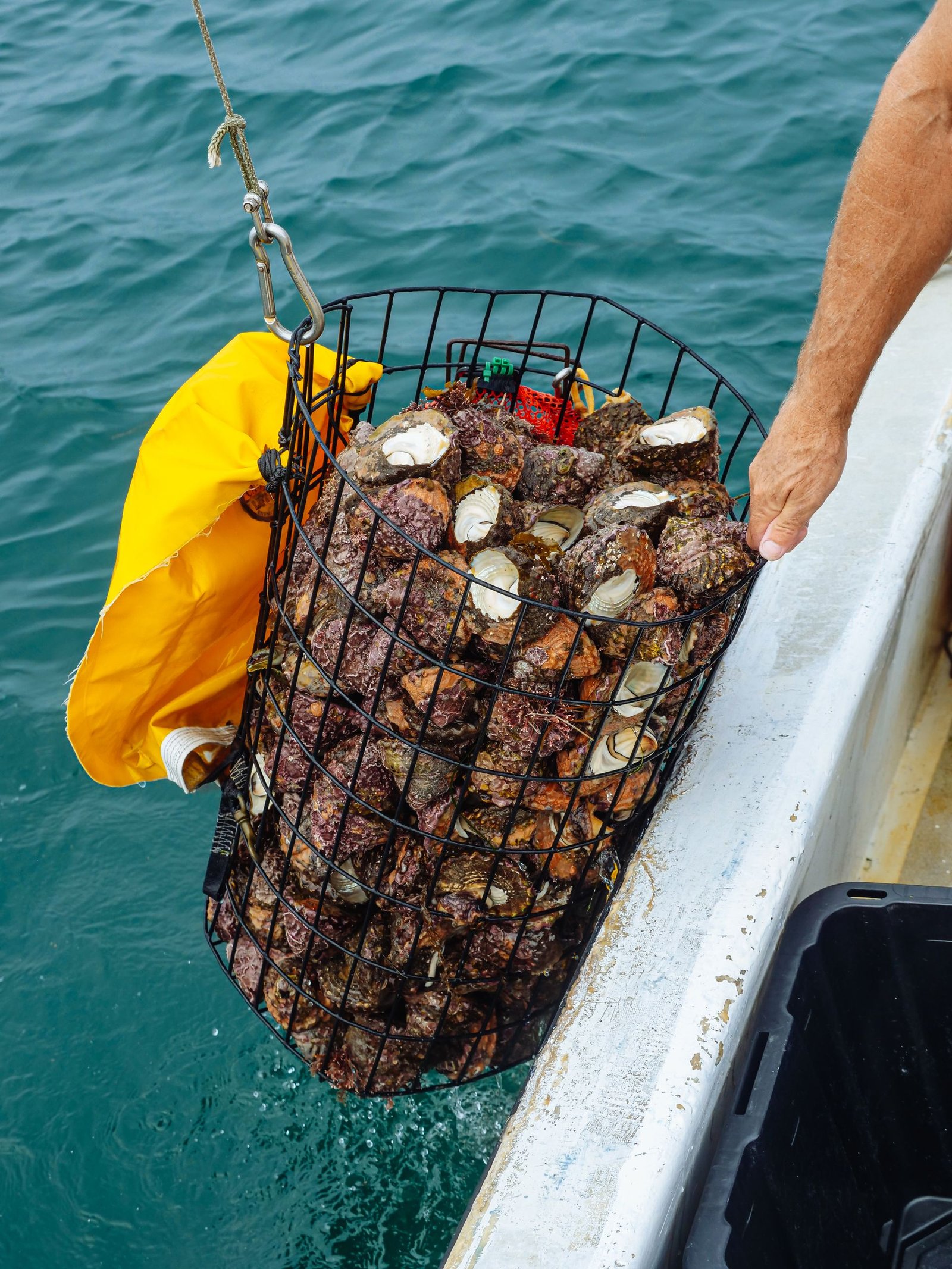 A basket of freshly caught seafood being lifted from the ocean surface.
